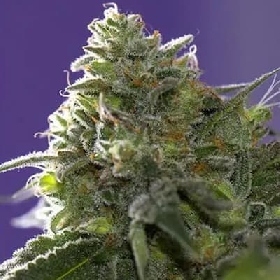 Lemon Cherry Gelato × Ice Cream > Vision Seeds